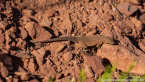 202405_usa_4sterne_376