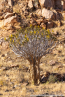 2025_4stars_namibia_019
