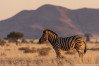 2025_4stars_namibia_098