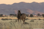 2025_4stars_namibia_100