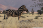 2025_4stars_namibia_103