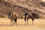 2025_4stars_namibia_176