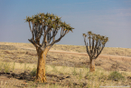 2025_4stars_namibia_217