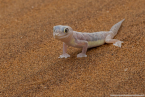 2025_4stars_namibia_229