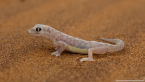 2025_4stars_namibia_232