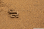 2025_4stars_namibia_237