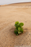 2025_4stars_namibia_246