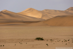 2025_4stars_namibia_250