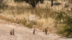 2025_4stars_namibia_263