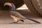 2025_4stars_namibia_268