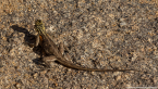 2025_4stars_namibia_275