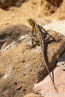 2025_4stars_namibia_340