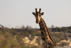 2025_4stars_namibia_346