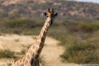 2025_4stars_namibia_348