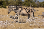 2025_4stars_namibia_350