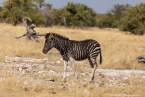 2025_4stars_namibia_351