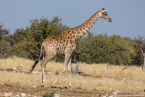 2025_4stars_namibia_353