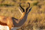 2025_4stars_namibia_375
