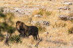 2025_4stars_namibia_381