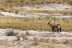 2025_4stars_namibia_383