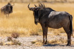 2025_4stars_namibia_392