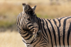2025_4stars_namibia_395