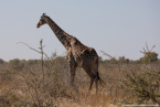 2025_4stars_namibia_398