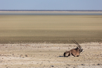 2025_4stars_namibia_406