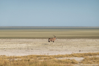 2025_4stars_namibia_408