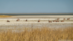 2025_4stars_namibia_409