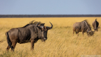 2025_4stars_namibia_410