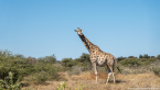 2025_4stars_namibia_423