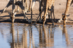 2025_4stars_namibia_429