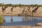 2025_4stars_namibia_430