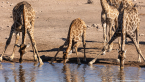2025_4stars_namibia_431