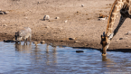 2025_4stars_namibia_435