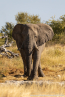 2025_4stars_namibia_440
