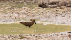 2025_4stars_namibia_482