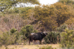 2025_4stars_namibia_488