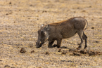 2025_4stars_namibia_495