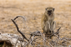 2025_4stars_namibia_498