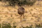 2025_4stars_namibia_507