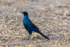 2025_4stars_namibia_521