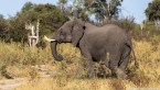 2025_4stars_namibia_551