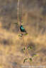 2025_4stars_namibia_557