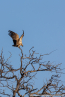 2025_4stars_namibia_576