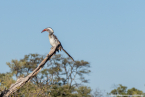 2025_4stars_namibia_582