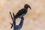 2025_4stars_namibia_586