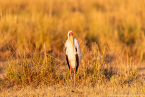 2025_4stars_namibia_658