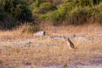 2025_4stars_namibia_663